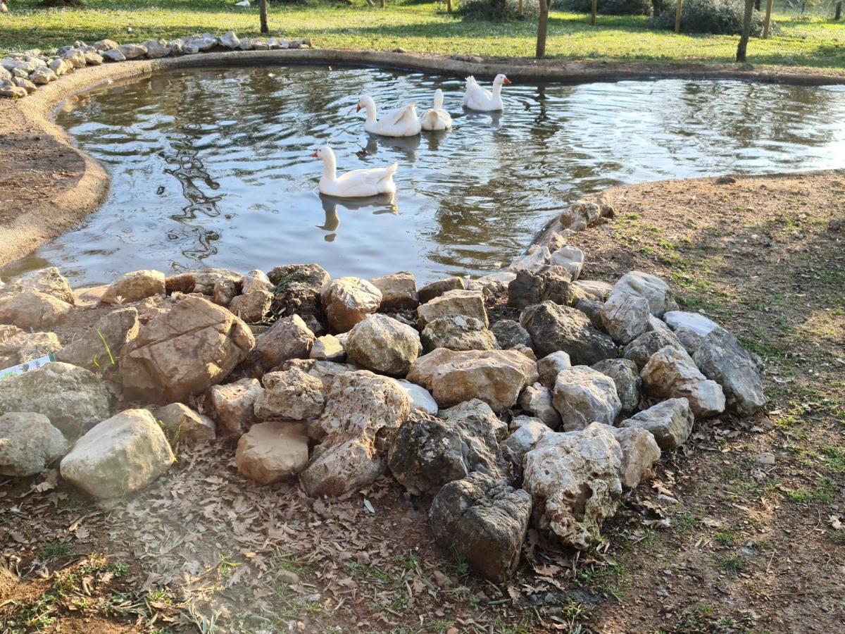 פדולה Agriturismo L'Ulivo מראה חיצוני תמונה