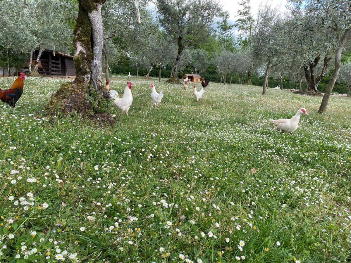 פדולה Agriturismo L'Ulivo מראה חיצוני תמונה
